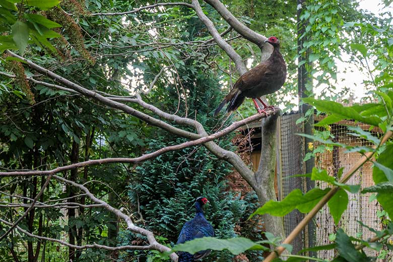 Edwardsfasanen-Paar am 15. August 2022 in der Außenvoliere im Zoologischen Garten der Stadt Wuppertal