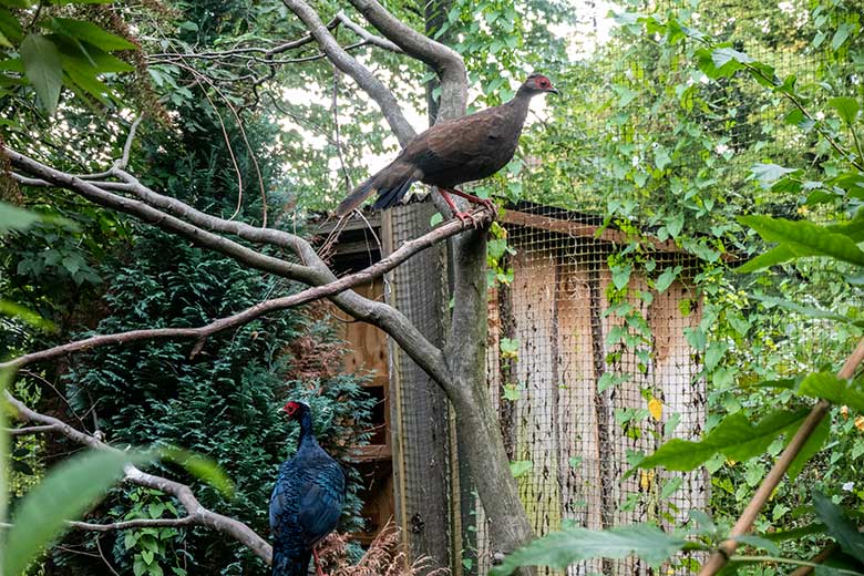 Edwardsfasanen-Paar am 15. August 2022 in der Außenvoliere im Zoo Wuppertal