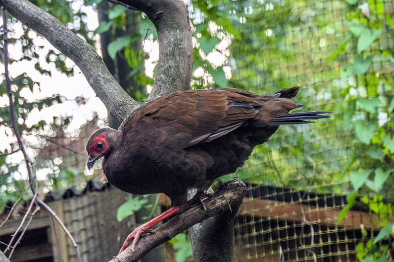 Weiblicher Edwardsfasan am 15. August 2022 in der Außenvoliere im Zoo Wuppertal