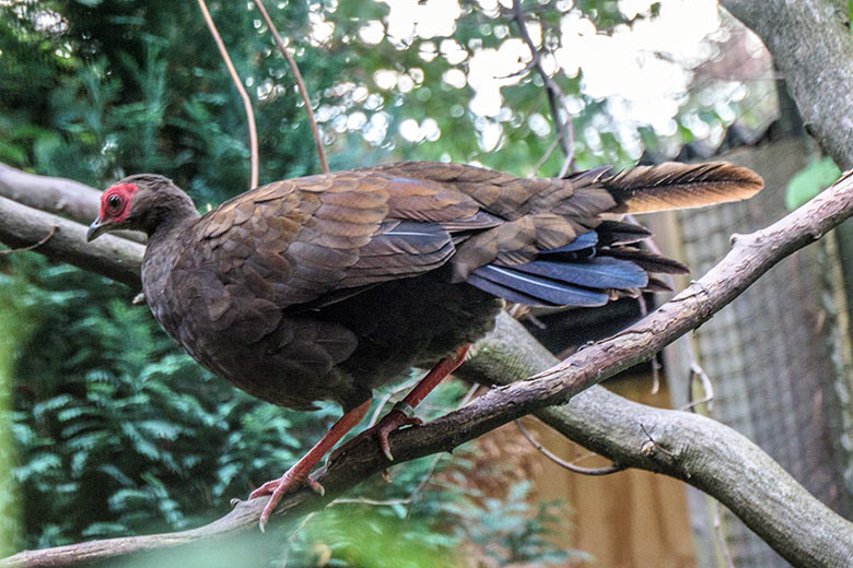 Weiblicher Edwardsfasan am 15. August 2022 in der Außenvoliere im Wuppertaler Zoo