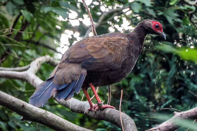 Weiblicher Edwardsfasan am 15. August 2022 in der Außenvoliere im Grünen Zoo Wuppertal