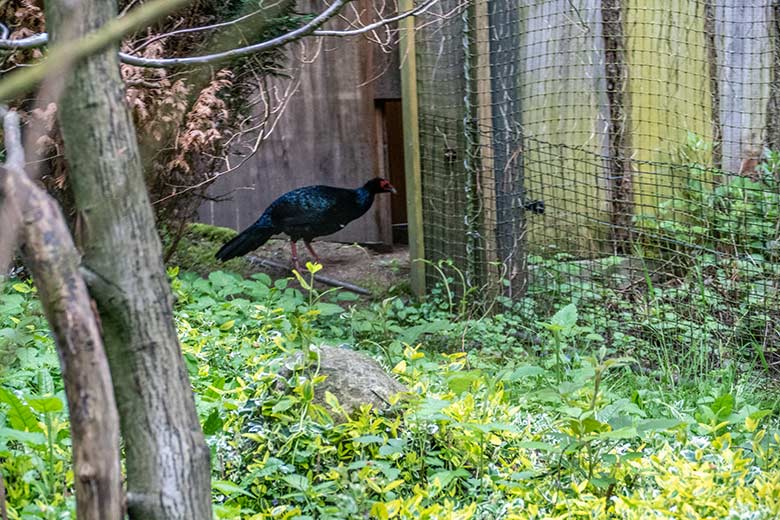 Männlicher Edwardsfasan am 16. Mai 2023 in der Jägerliest-Voliere im Grünen Zoo Wuppertal