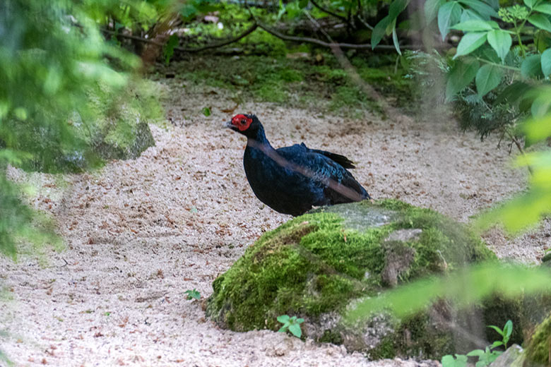 Männlicher Edwardsfasan am 16. Mai 2023 in der Jägerliest-Voliere im Zoologischen Garten Wuppertal