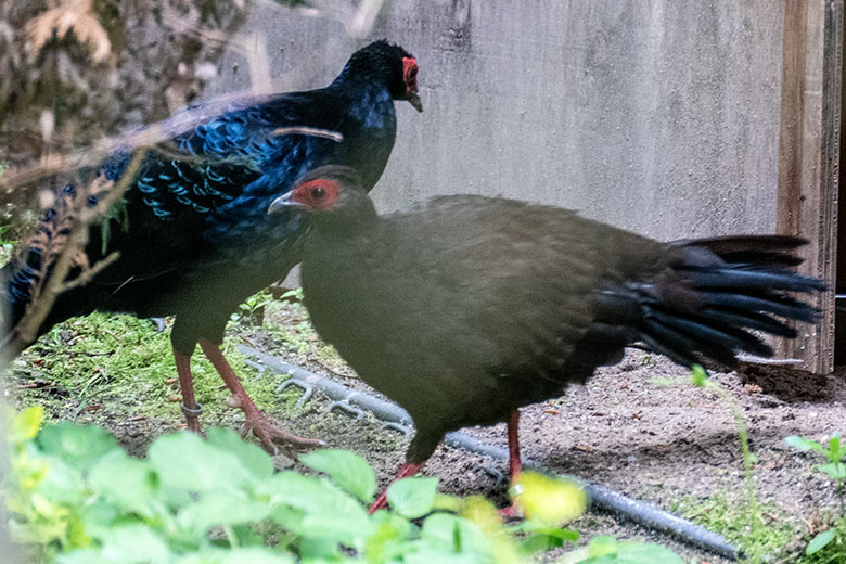 Männlicher und weiblicher Edwardsfasan am 16. Mai 2023 in der Jägerliest-Voliere im Zoo Wuppertal