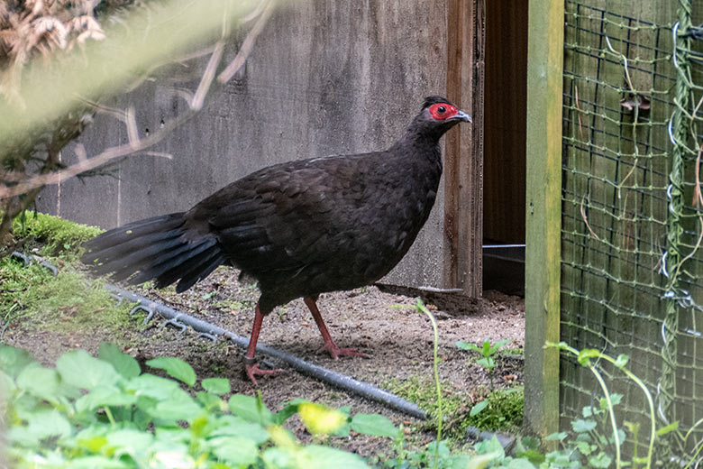 Weiblicher Edwardsfasan am 16. Mai 2023 in der Jägerliest-Voliere im Wuppertaler Zoo