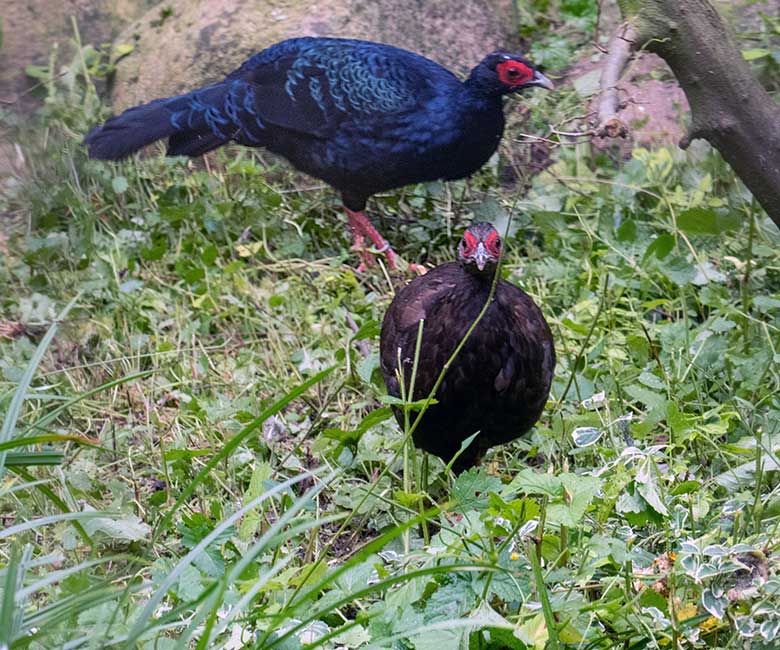 Weiblicher Edwardsfasan und männlicher Edwardsfasan am 29. August 2023 in der Jägerliest-Voliere im Zoologischen Garten der Stadt Wuppertal