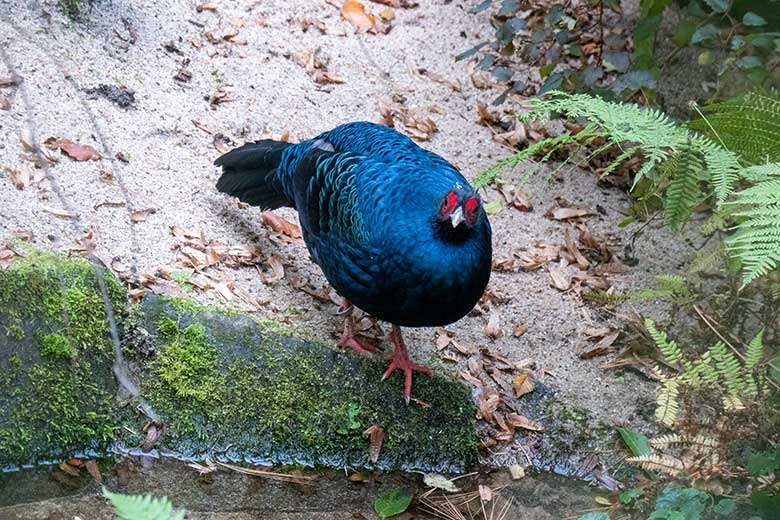 Männlicher Edwardsfasan am 6. November 2023 in der Außenvoliere in der Nähe der Zoo-Restauration Okavango im Zoologischen Garten Wuppertal