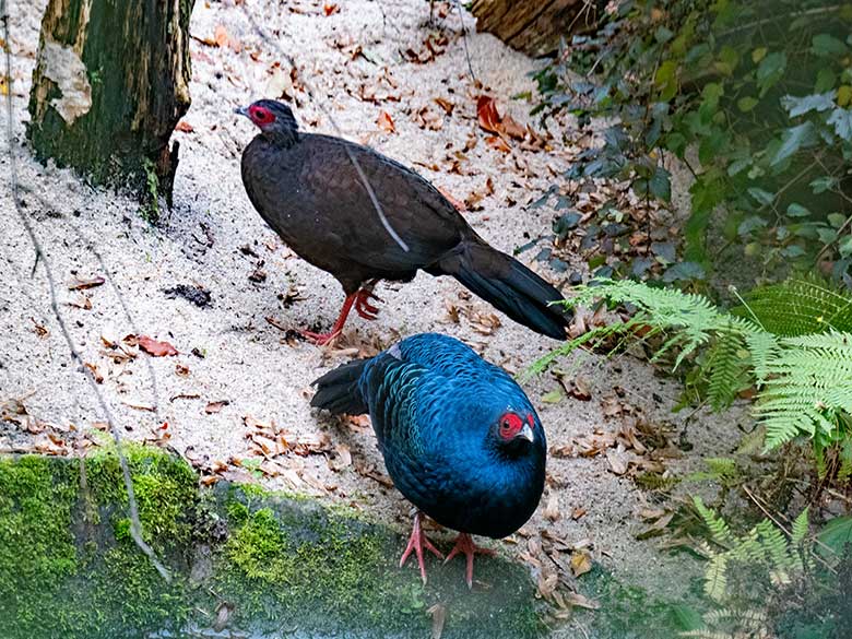 Männlicher Edwardsfasan und weiblicher Edwardsfasan am 6. November 2023 in der Außenvoliere in der Nähe der Zoo-Restauration Okavango im Zoo Wuppertal