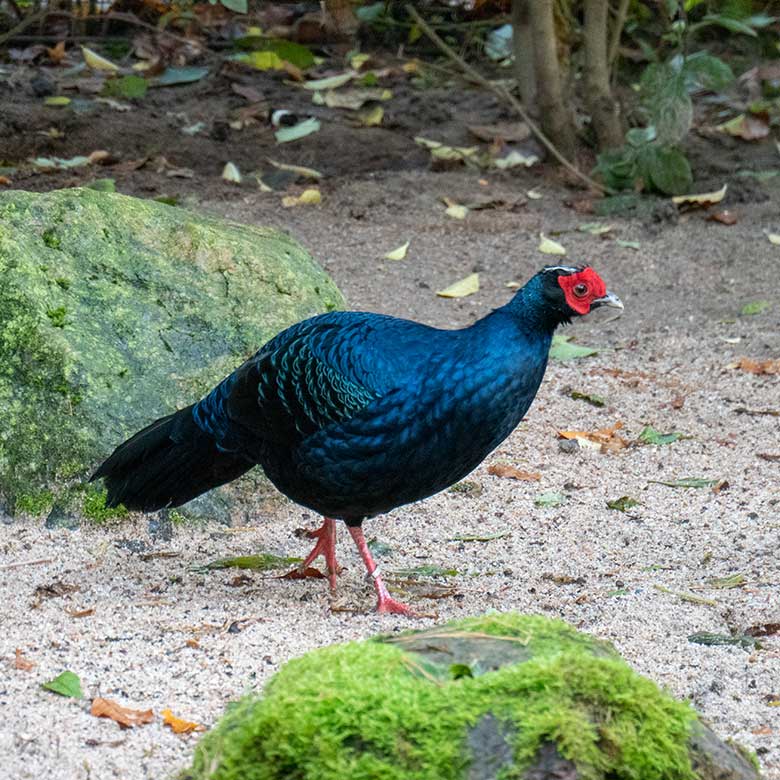 Männlicher Edwardsfasan am 20. November 2023 in der Außenvoliere in der Nähe der Zoo-Restauration Okavango im Grünen Zoo Wuppertal