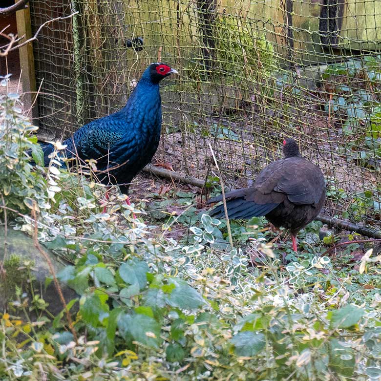 Edwardsfasan-Paar am 26. Januar 2025 in der Außenvoliere in der Nähe der Zoo-Restauration Okavango im Zoologischen Garten Wuppertal