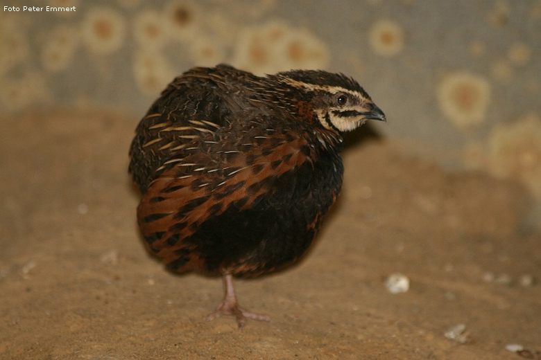 Harlekinwachtel im Zoologischen Garten Wuppertal im März 2007 (Foto Peter Emmert)