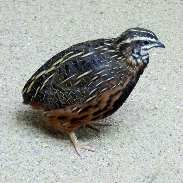 Harlekinwachtel im Wuppertaler Zoo im November 2012