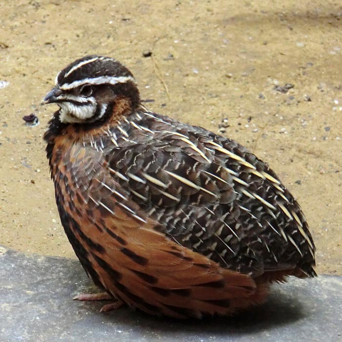 Harlekinwachtel im Wuppertaler Zoo im Juli 2014