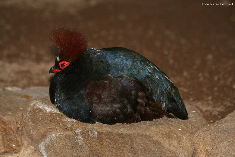 Straußwachtel im Zoologischen Garten Wuppertal im März 2007 (Foto Peter Emmert)