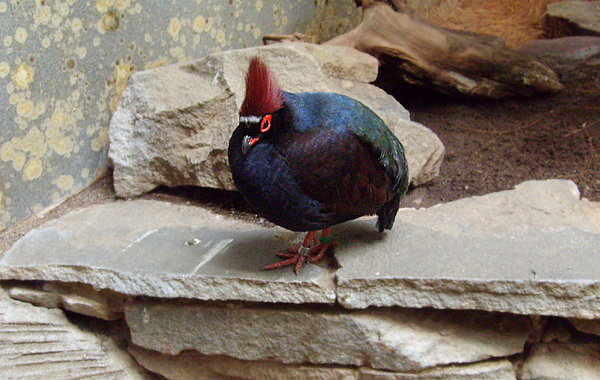 Straußwachtel im Wuppertaler Zoo im Januar 2009