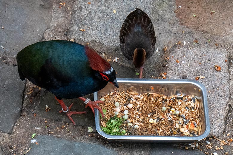 Männliche Straußwachtel mit Jungtier am 14. April 2025 in der Freiflughalle am Vogel-Haus im Zoo Wuppertal