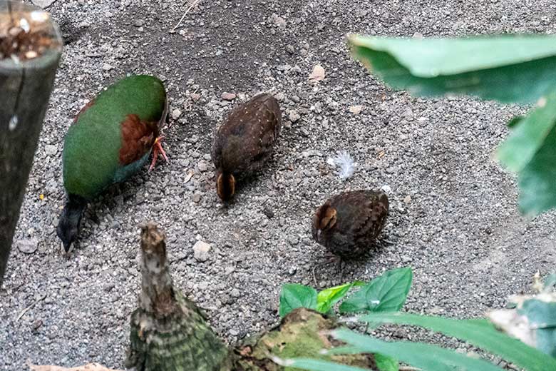 Weibliche Straußwachtel mit zwei Jungtieren am 14. April 2025 in der Freiflughalle am Vogel-Haus im Grünen Zoo Wuppertal