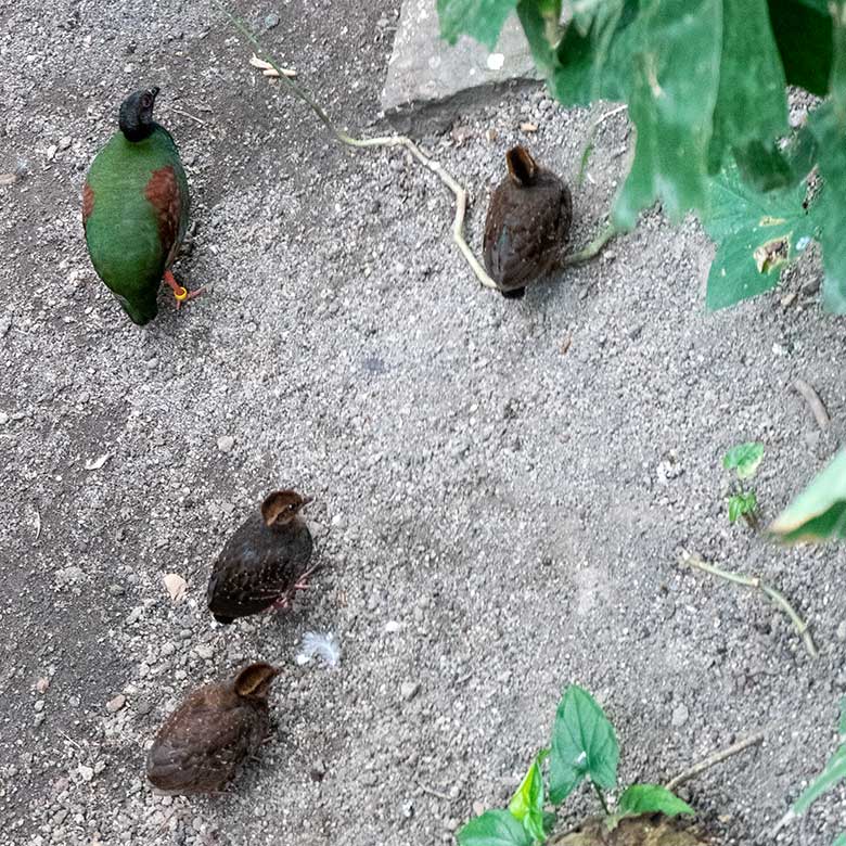 Weibliche Straußwachtel mit drei Jungtieren am 14. April 2025 in der Freiflughalle am Vogel-Haus im Wuppertaler Zoo