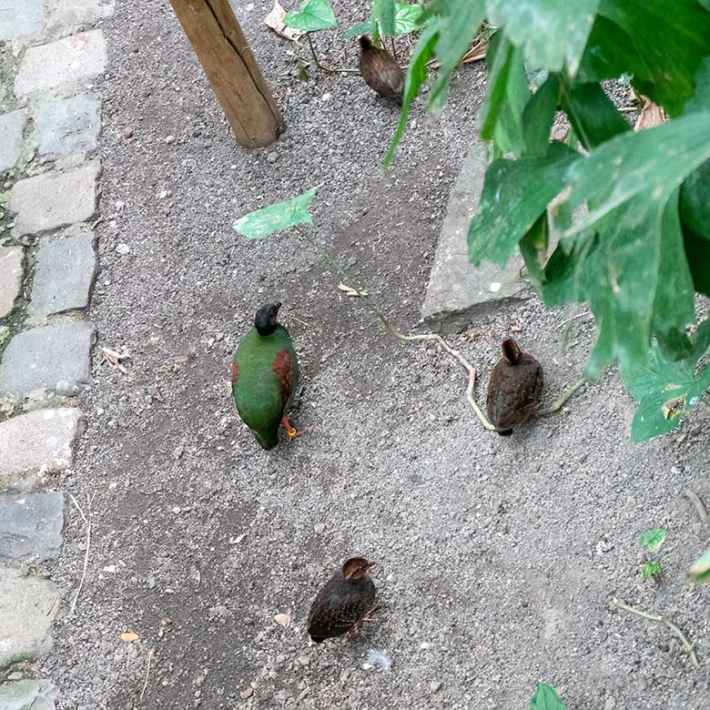 Weibliche Straußwachtel mit drei Jungtieren am 14. April 2025 in der Freiflughalle am Vogel-Haus im Zoo Wuppertal