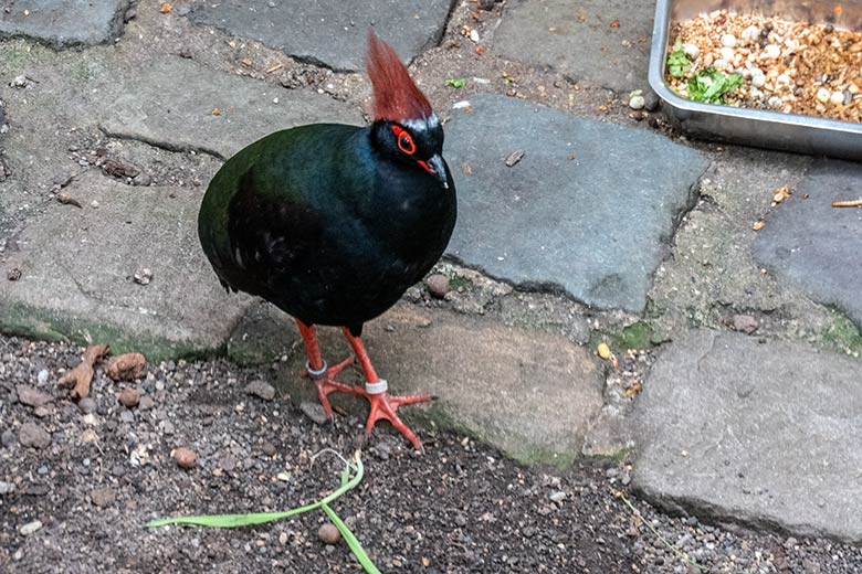 Männliche Straußwachtel am 14. April 2025 in der Freiflughalle am Vogel-Haus im Grünen Zoo Wuppertal