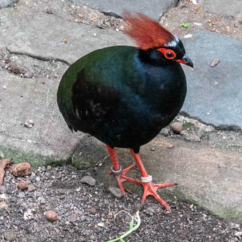 Männliche Straußwachtel am 14. April 2025 in der Freiflughalle am Vogel-Haus im Wuppertaler Zoo