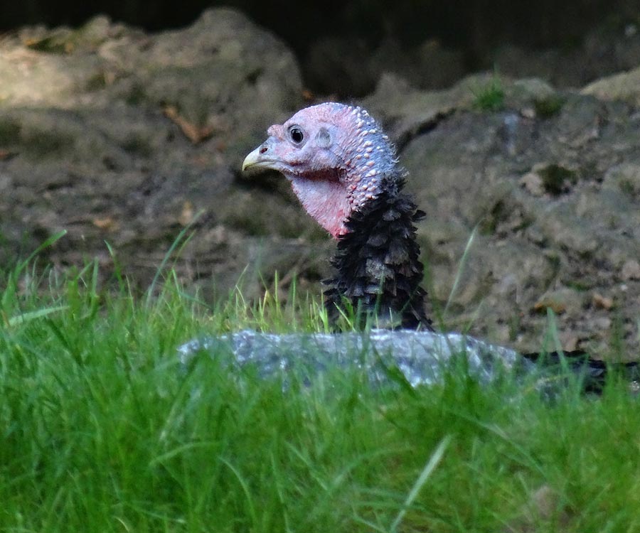 Bronzepute im Grünen Zoo Wuppertal am 28. September 2015