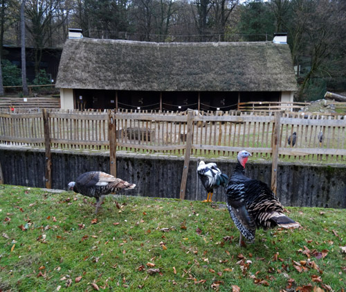 Bronzeputen und Kraienkopp am 14. November 2015 außerhalb des JuniorZoos im Zoologischen Garten der Stadt Wuppertal