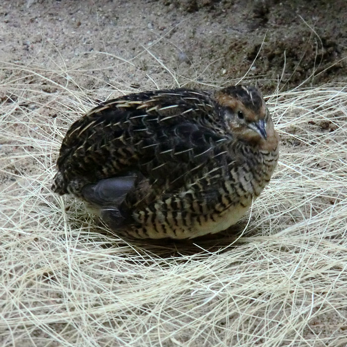 Zwergwachtel im Wuppertaler Zoo im Oktober 2012