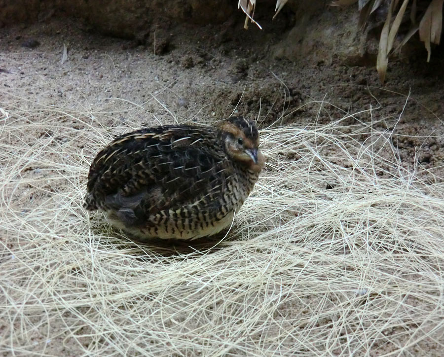 Zwergwachtel im Zoologischen Garten Wuppertal im Oktober 2012