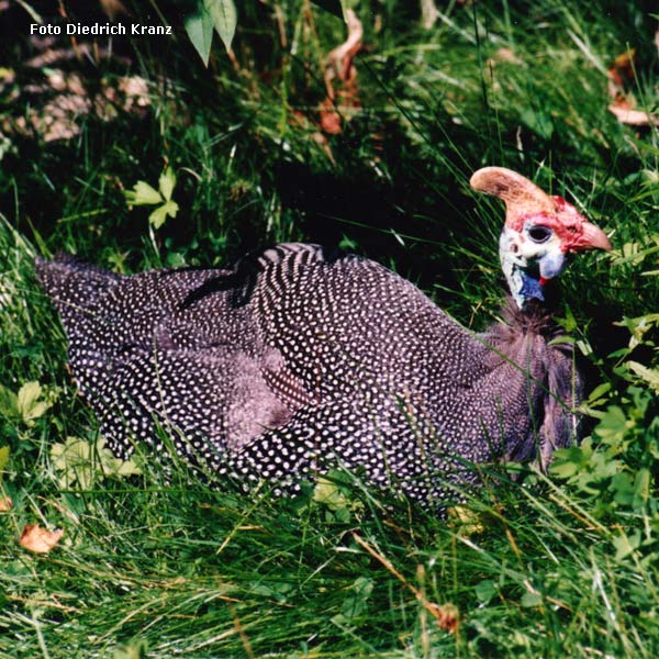 Natal-Helmperlhuhn im Wuppertaler Zoo im August 1996 (Foto Diedrich Kranz)