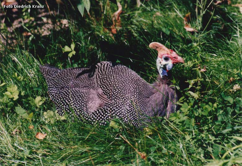 Natal-Helmperlhuhn im Zoologischen Garten der Stadt Wuppertal im August 1996 (Foto Diedrich Kranz)