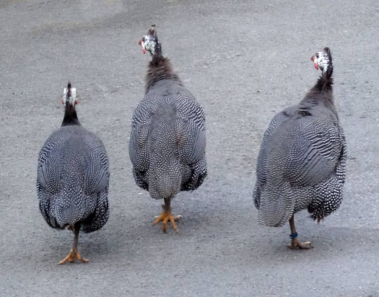 Helmperlhühner am 26. März 2017 im Zoologischen Garten der Stadt Wuppertal