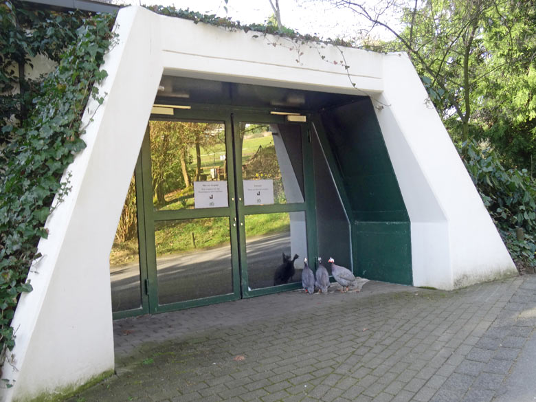 Helmperlhühner am 26. März 2017 am Vogelhaus im Wuppertaler Zoo