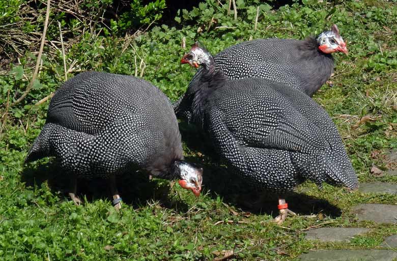 Helmperlhühner am 26. März 2017 im Grünen Zoo Wuppertal