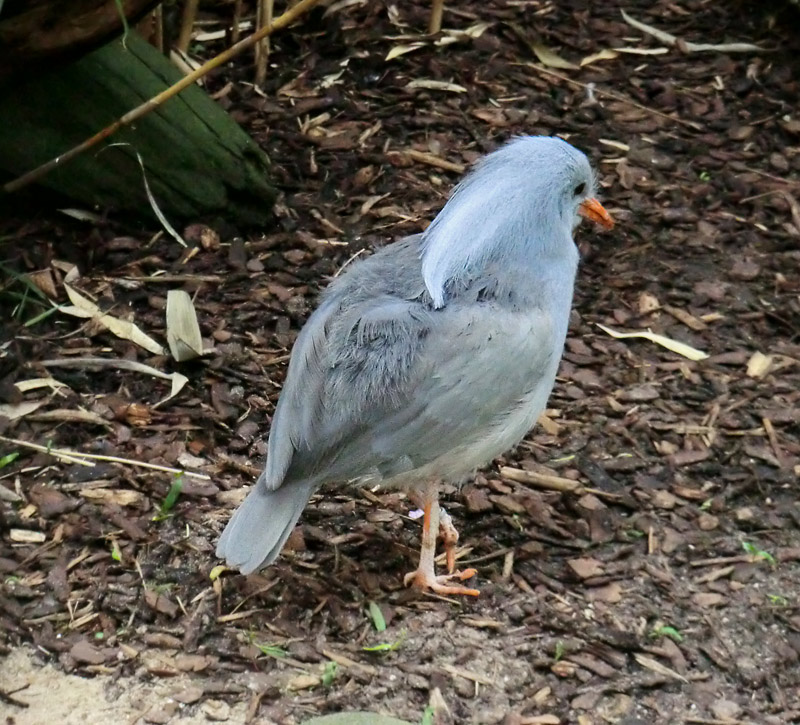 Kagu im Zoo Wuppertal im April 2012