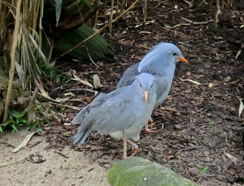 Kagus im Zoologischen Garten Wuppertal im April 2012