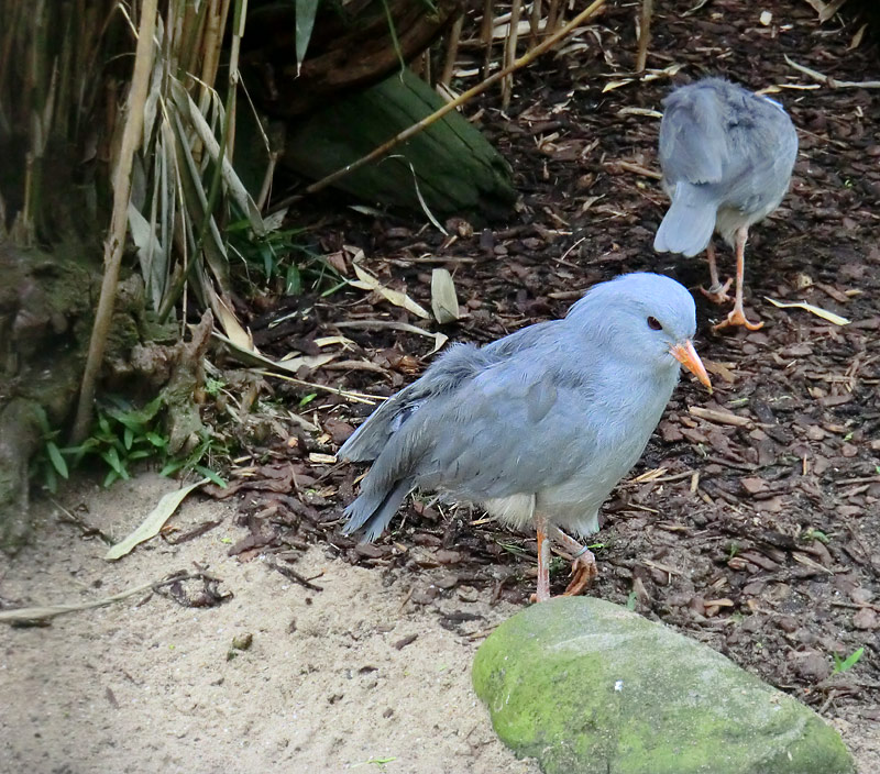 Kagus im Wuppertaler Zoo im April 2012