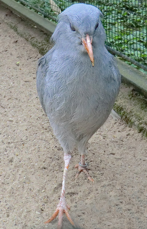 Kagu im Zoologischen Garten Wuppertal im April 2012