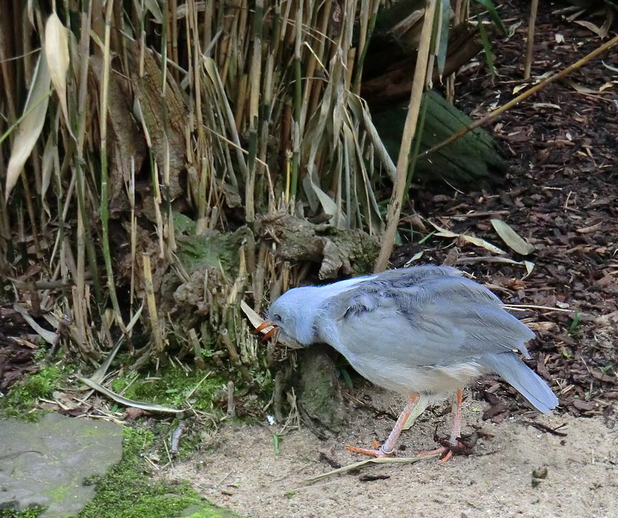 Kagu im Wuppertaler Zoo im April 2012