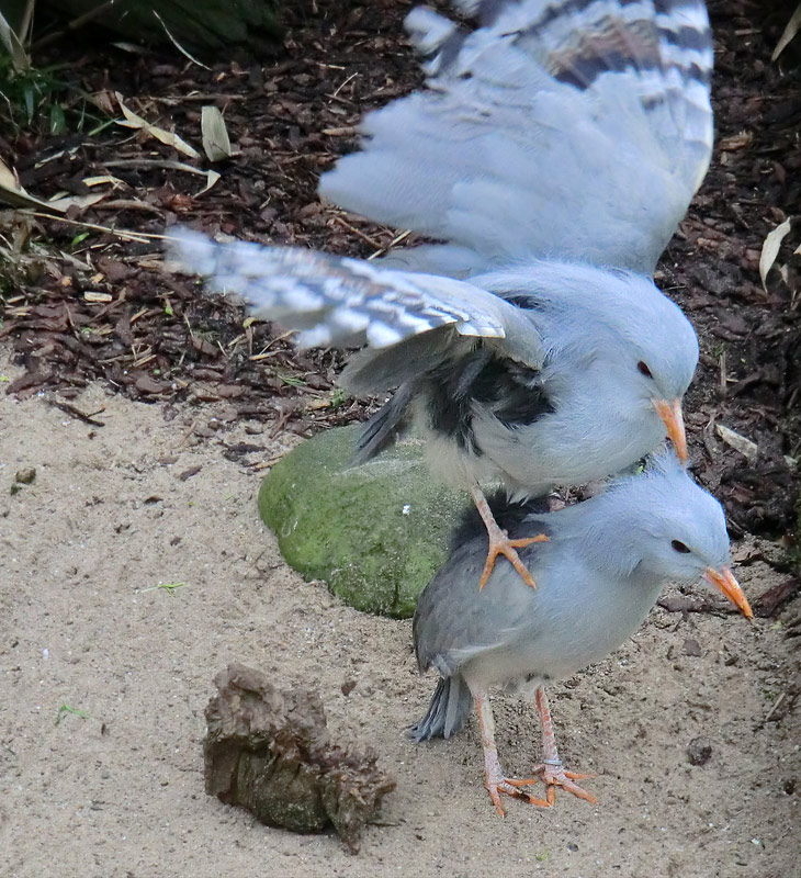 Kagus im Wuppertaler Zoo im April 2012