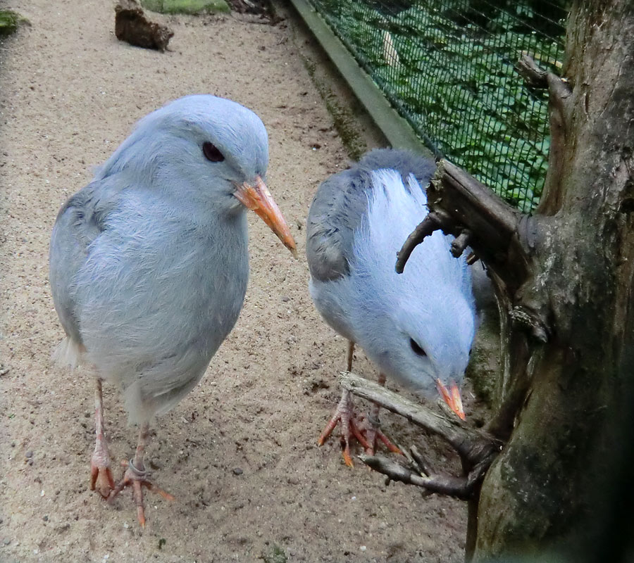 Kagus im Zoo Wuppertal im April 2012