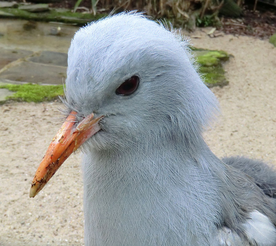 Kagu im Zoologischen Garten Wuppertal im April 2012