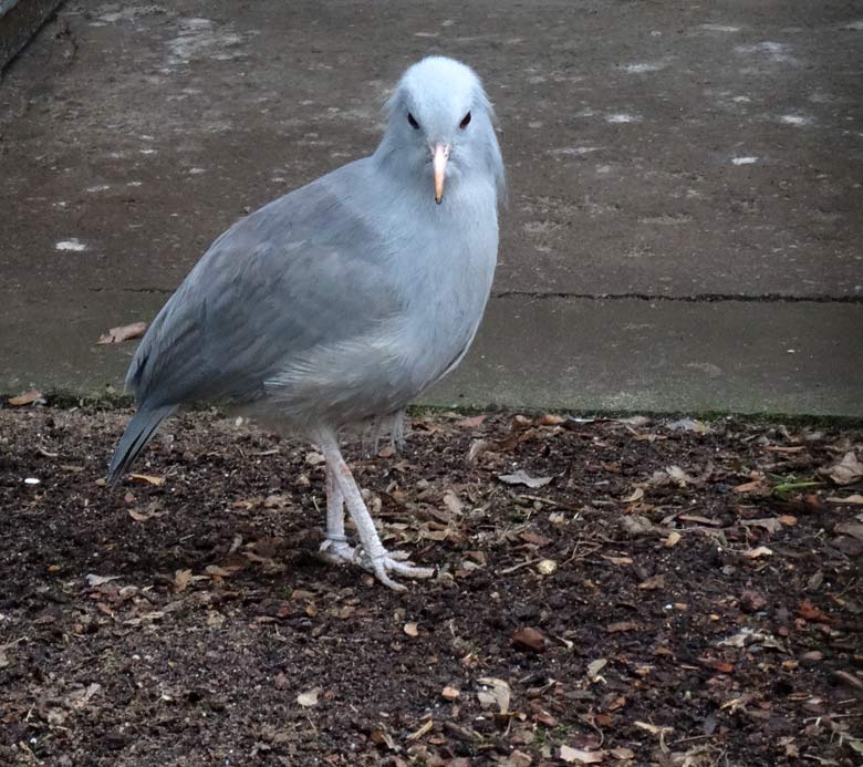 Kagu am 26. Februar 2017 auf der Außenanlage am Vogelhaus im Grünen Zoo Wuppertal