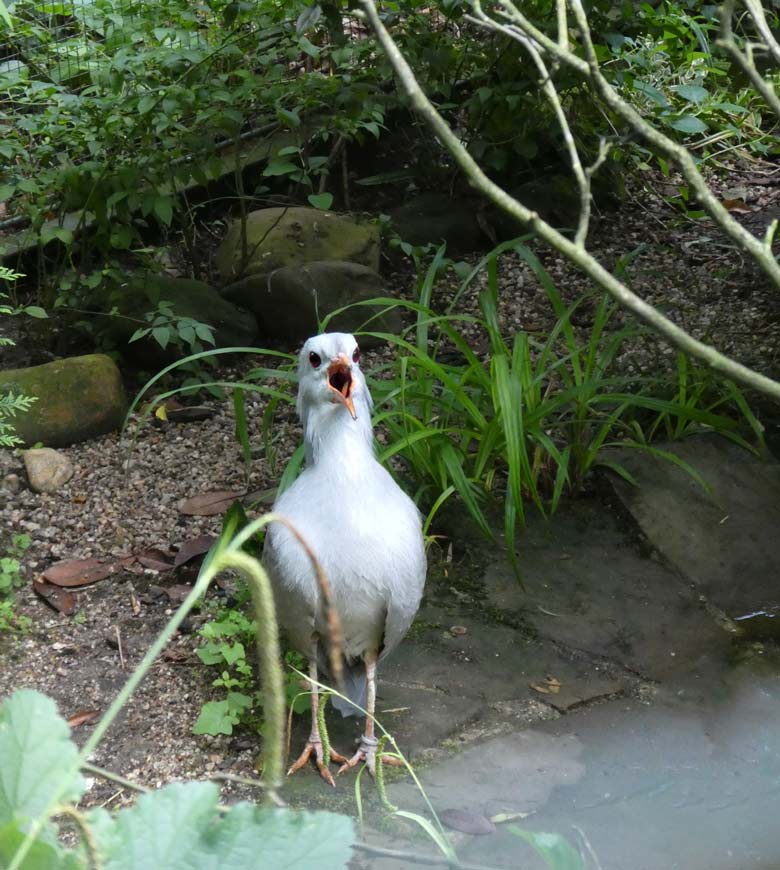 Rufendes Kagu-Männchen am 3. Juni 2018 in der Außenvoliere im Grünen Zoo Wuppertal