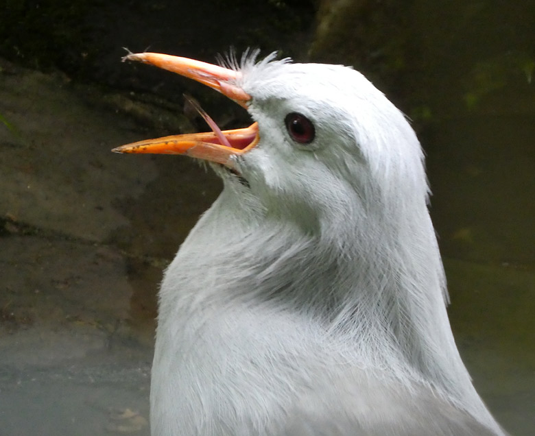 Rufender Kagu am 3. Juni 2018 in der Außenvoliere im Wuppertaler Zoo