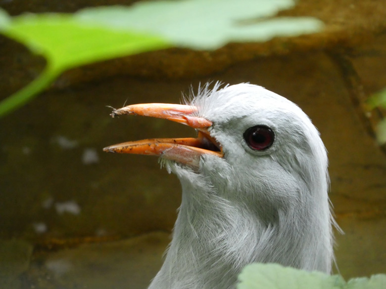 Kagu-Männchen am 3. Juni 2018 in der Außenvoliere am Vogelhaus im Zoo Wuppertal