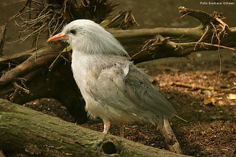 Kagu im Zoo Wuppertal (Foto Barbara Scheer)