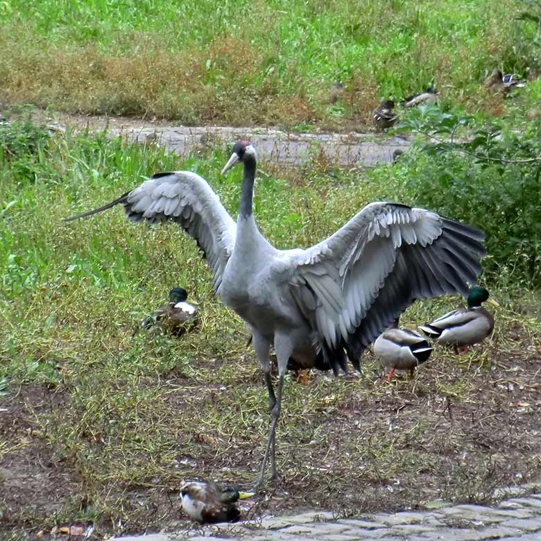 Grauer Kranich am 25. September 2014 im Grünen Zoo Wuppertal