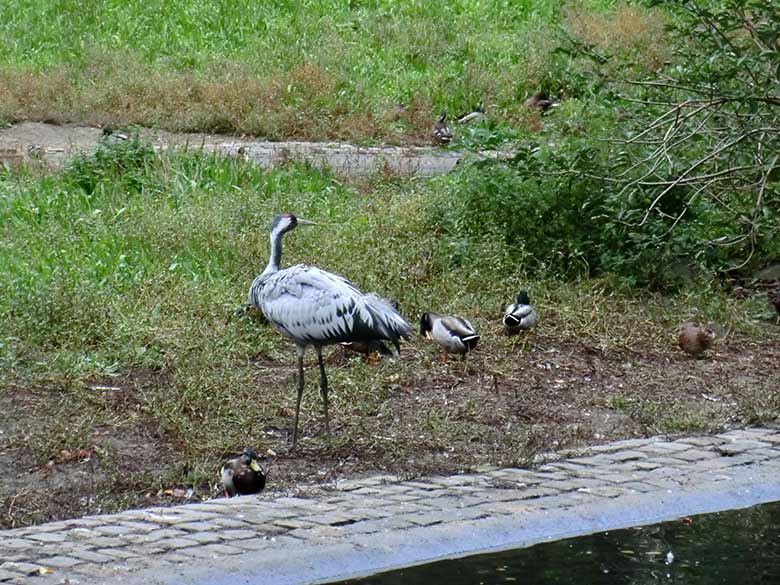 Grauer Kranich am 25. September 2014 im Zoologischen Garten Wuppertal