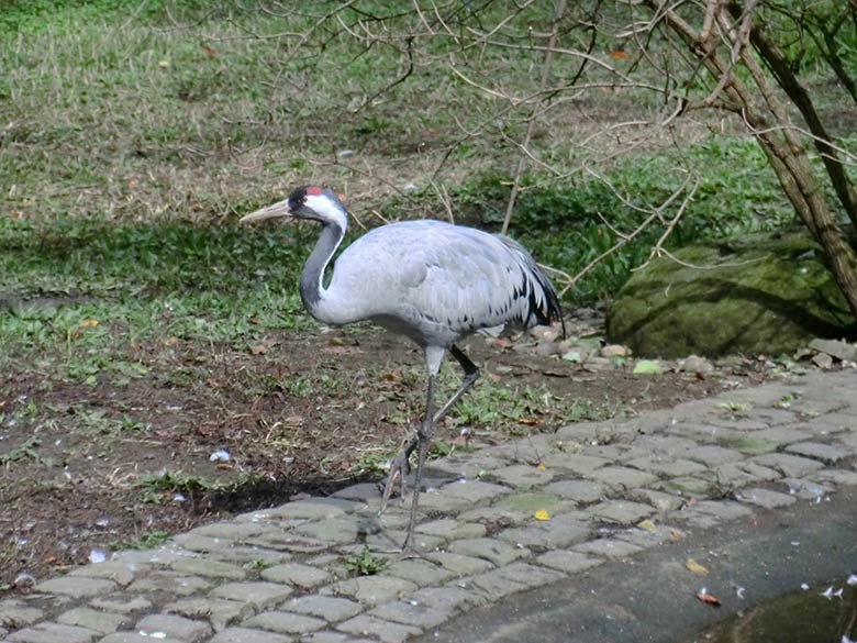 Grauer Kranich am 25. September 2014 im Wuppertaler Zoo